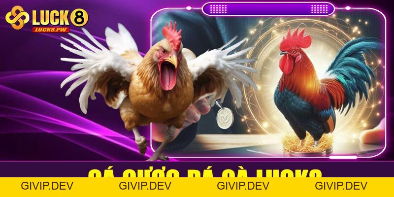 Cá cược đá gà Luck8 – Kênh giải trí đỉnh cao cho đam mê tốc độ và máu chiến - givip