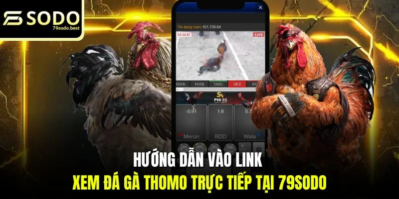 Link Xem Đá Gà Thomo Trực Tiếp Tại 79SODO Không Chặn, Uy Tín - givip