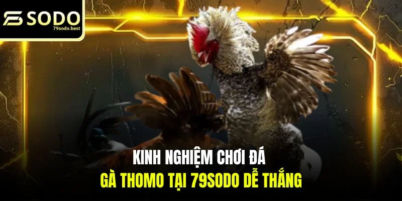 Kinh Nghiệm Chơi Đá Gà Thomo Dễ Thắng Cùng 79SODO - givip