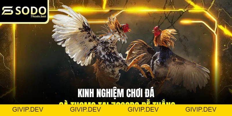Kinh Nghiệm Chơi Đá Gà Thomo Dễ Thắng Cùng 79SODO - givip